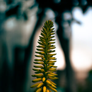 Fotografie: Macro-Aufnahme einer tropischen Pflanze.